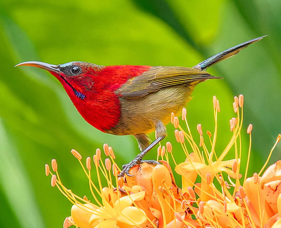 image Crimson Sunbird